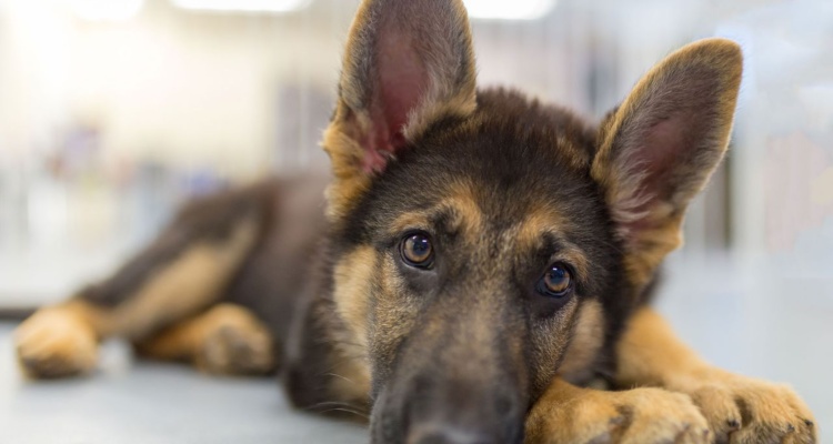 Razones para nunca comprar un perro Pastor Alemán