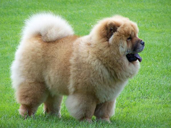 Chow Chow