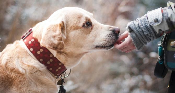 Dóberman: un perro sencillo de educar