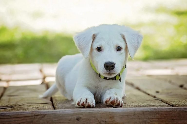 La nueva tendencia de crear gamas altas de piensos para perros