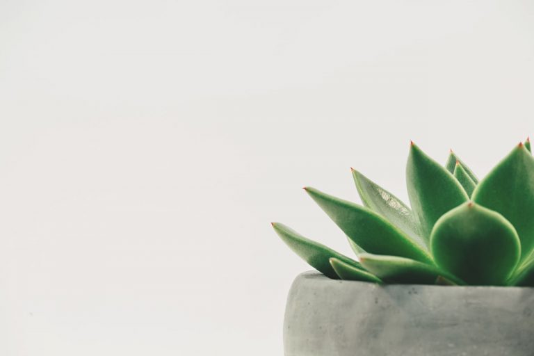 Aliexpress: las plantas más bonitas para decorar de las que no te tienes que preocupar