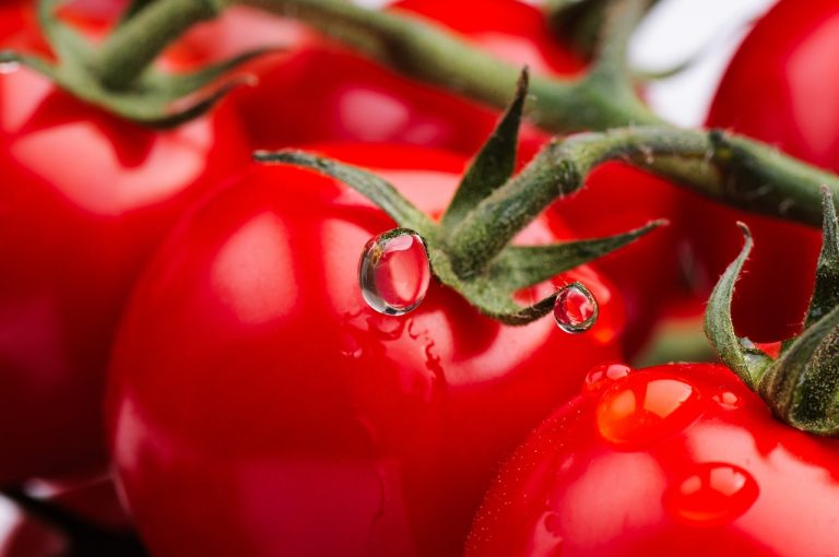 Cómo plantar y cuidar tomates en casa para que tengan más sabor
