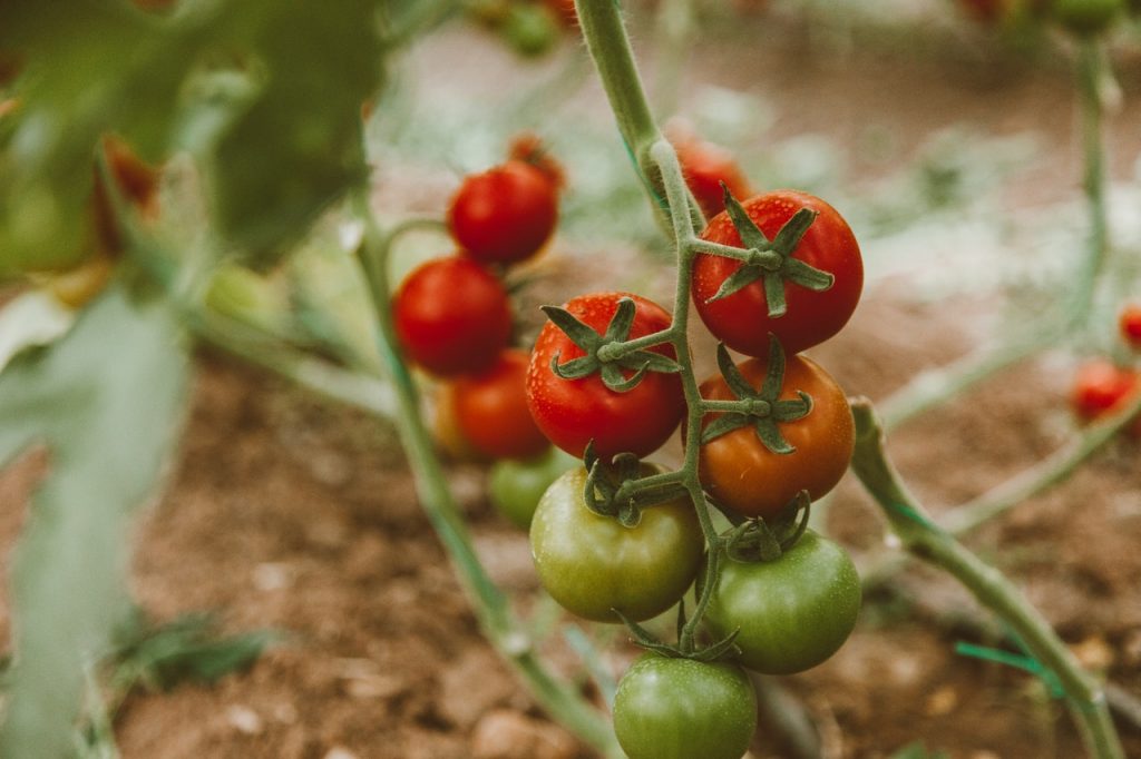 Cómo Plantar Y Cuidar Tomates En Casa Para Que Tengan Más Sabor