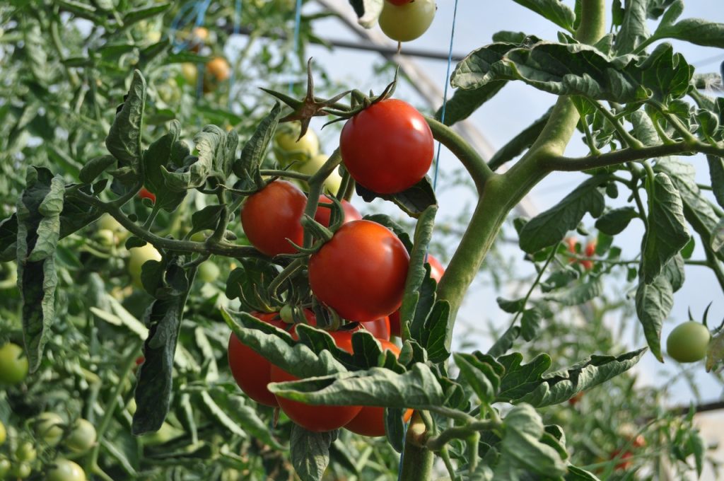 Cómo Plantar Y Cuidar Tomates En Casa Para Que Tengan Más Sabor