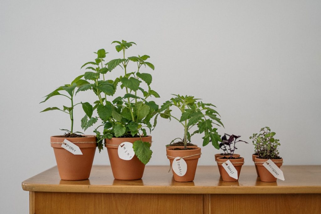 Cómo Plantar Y Cuidar Tomates En Casa Para Que Tengan Más Sabor