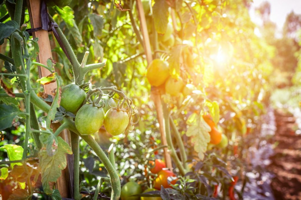 Cómo Plantar Y Cuidar Tomates En Casa Para Que Tengan Más Sabor