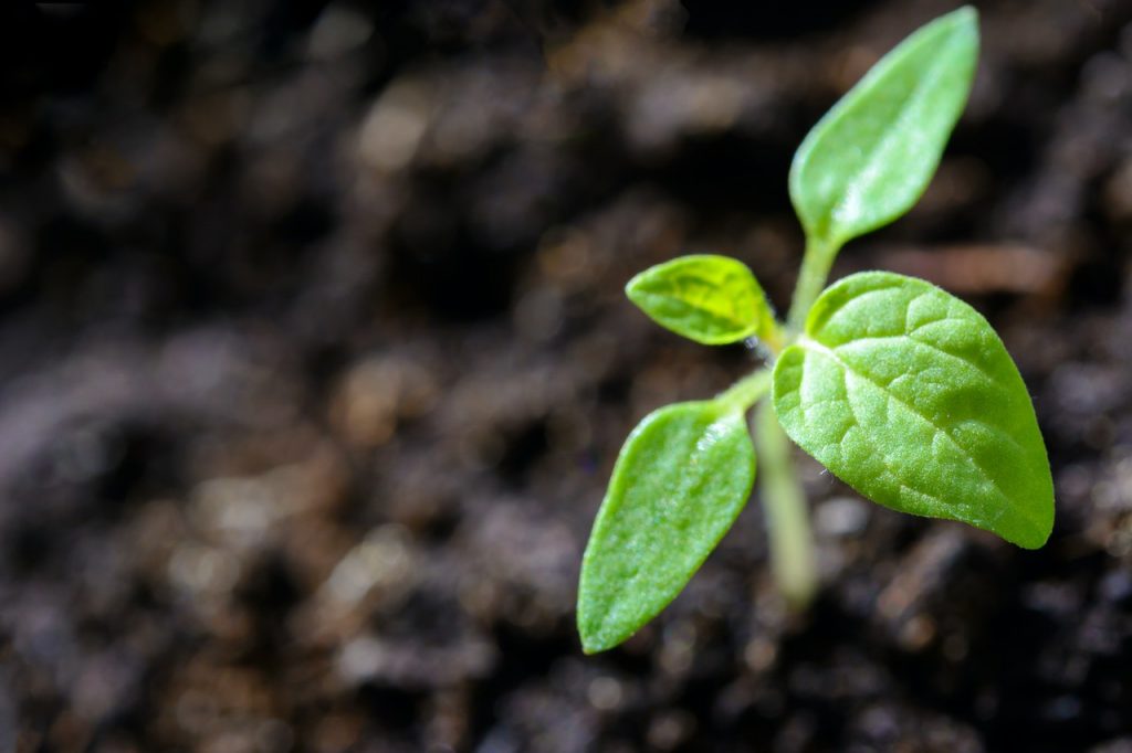 Cómo Plantar Y Cuidar Tomates En Casa Para Que Tengan Más Sabor