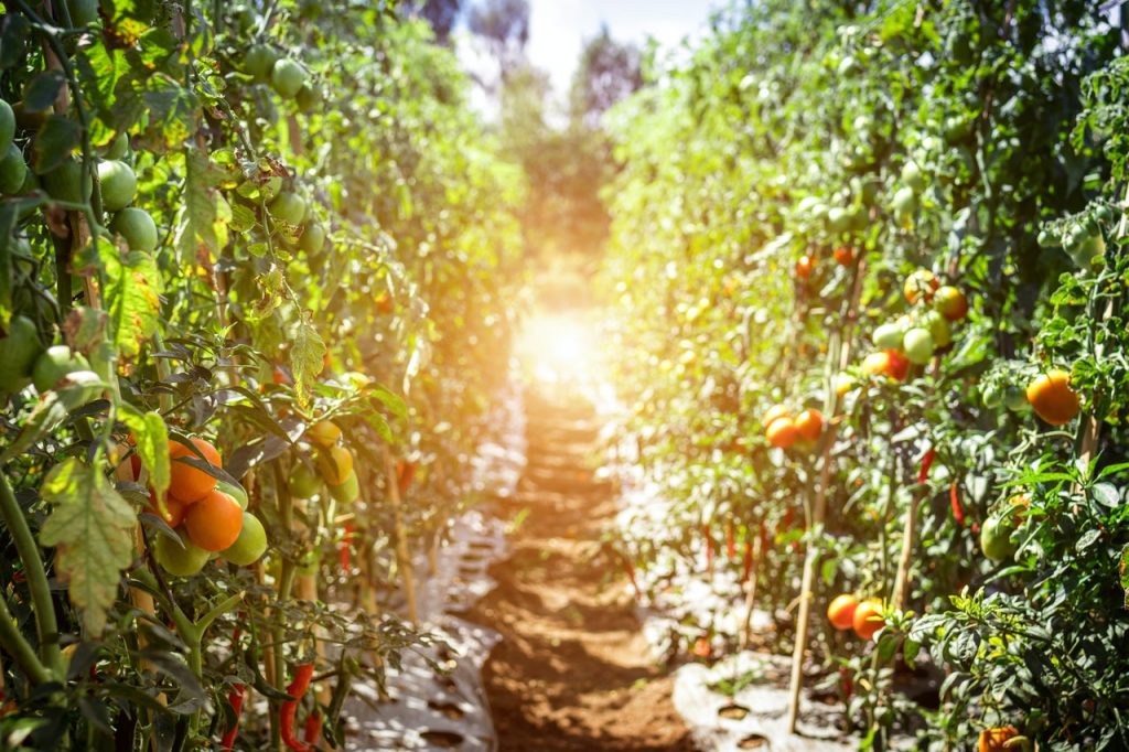 Cómo Plantar Y Cuidar Tomates En Casa Para Que Tengan Más Sabor