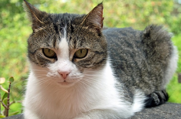Esporotricosis en gatos, conoce esta enfermedad que puede afectar a los felinos