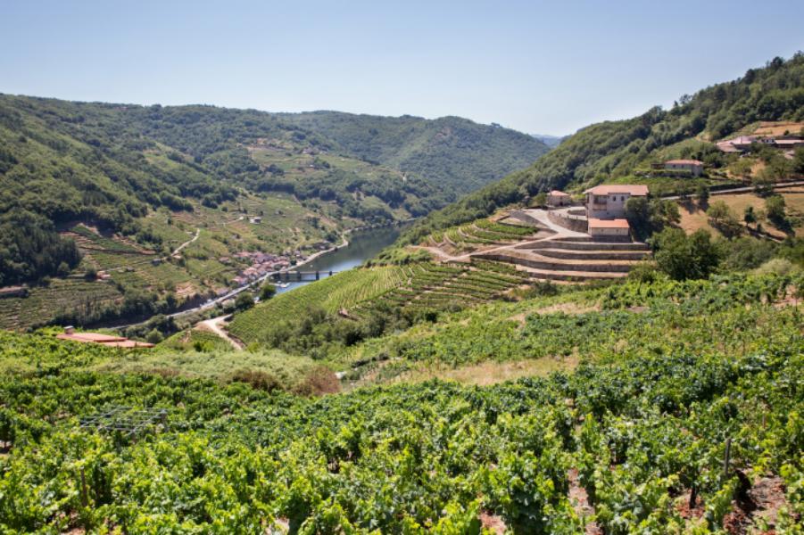 Bodega Viña Romana