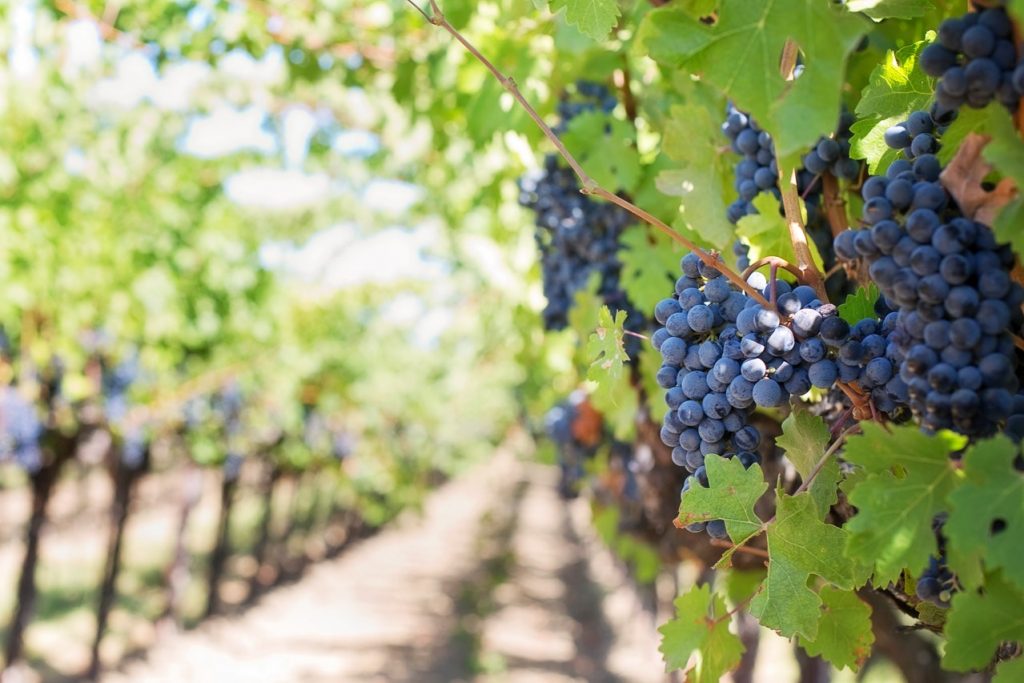 El tiempo que dura una botella de vino abierta