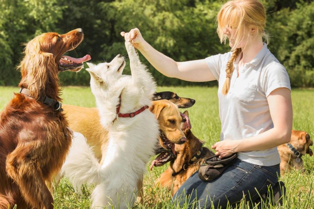 El Perro Elegido Por Las Fuerzas De Seguridad