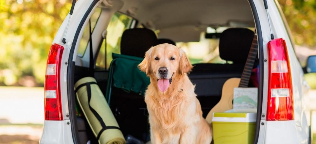 Esta Es La Única Forma De Llevar A Tu Perro En El Coche Sin Que Te Pongan Una Multa 2 Regulaciones Necesarias