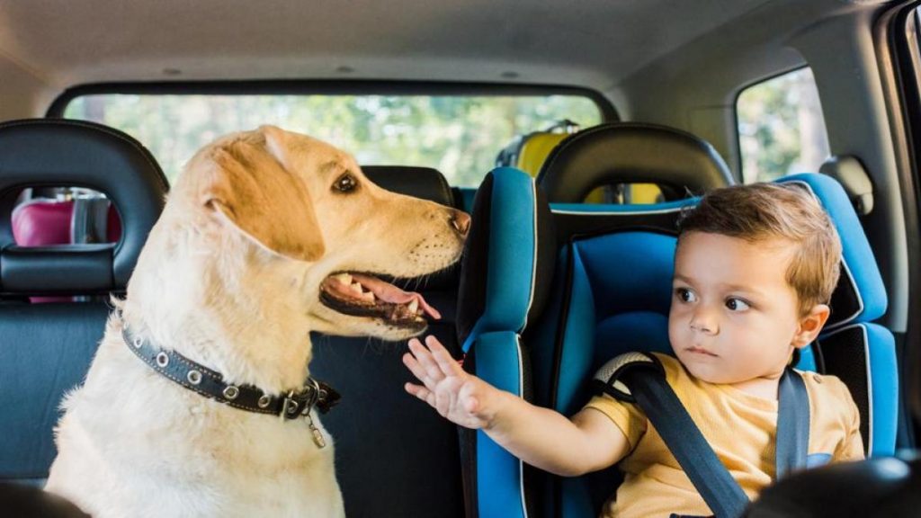 ¿Cómo transportar a tu perro en el coche?