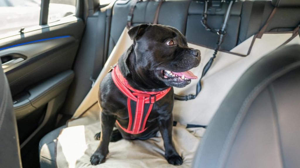 Esta Es La Única Forma De Llevar A Tu Perro En El Coche Sin Que Te Pongan Una Multa 3 Un Separador Entre La Mascota Y El Conductor