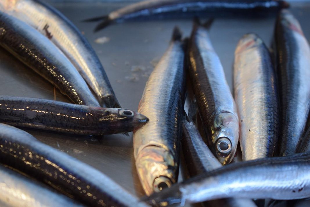 Arguiñano prepara unos boquerones en salsa de escándalo