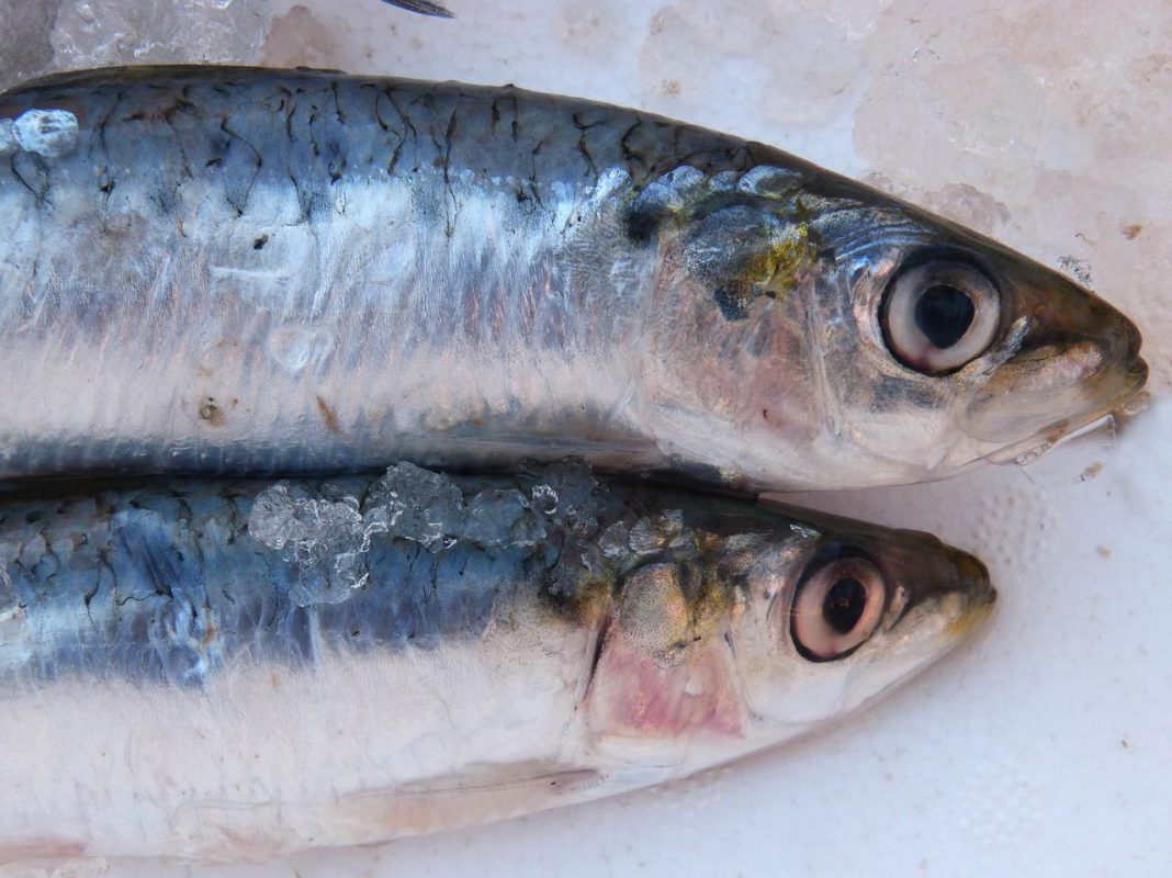 Arguiñano prepara unos boquerones en salsa de escándalo