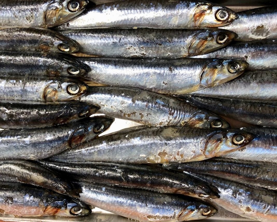 Boquerones en tempura la forma diferente de comer un pescado de temporada