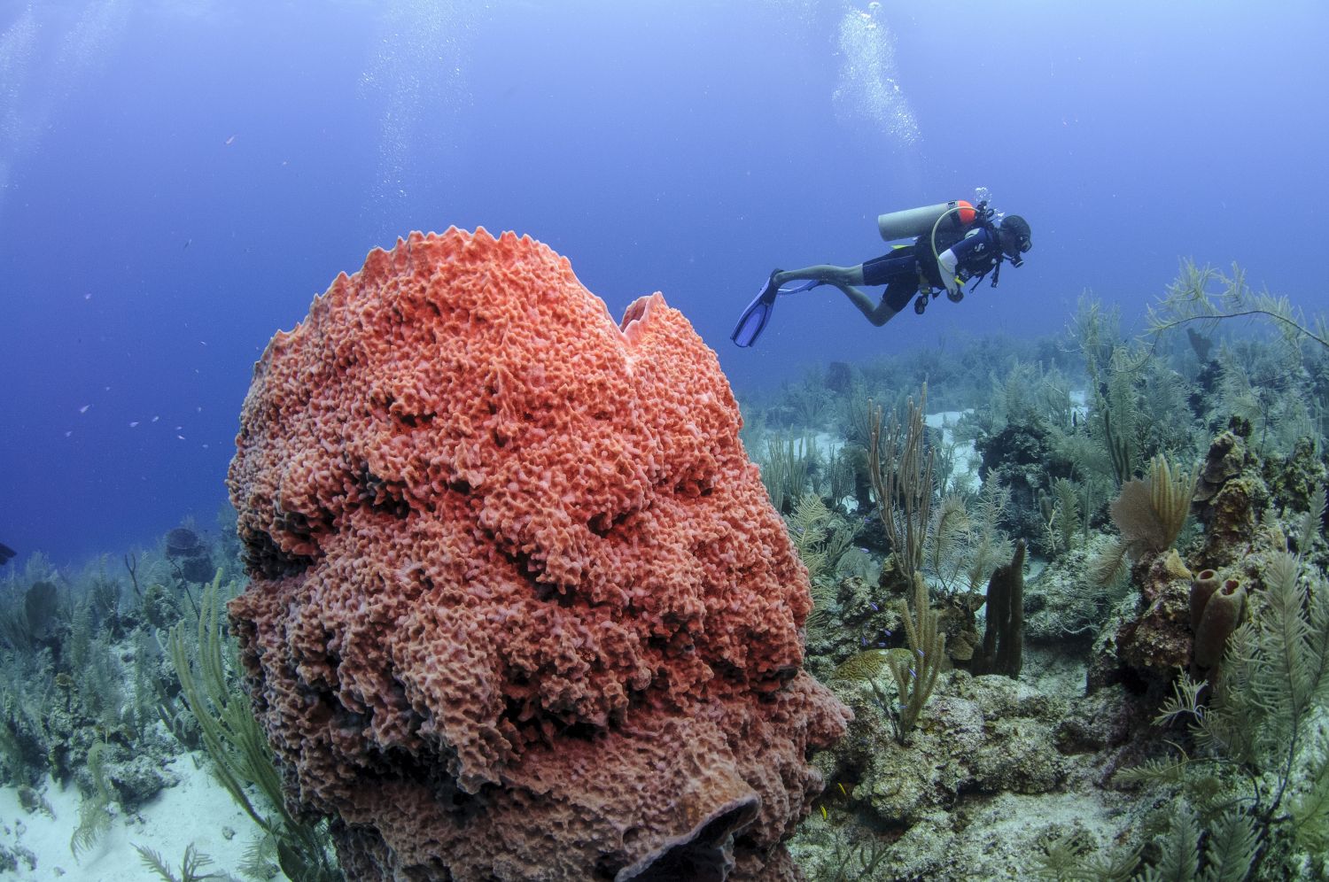 Diving In Belize 6