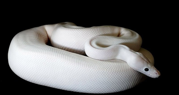 Cobras albinas y otras compras locas que llevaron a Nicolas Cage a la quiebra