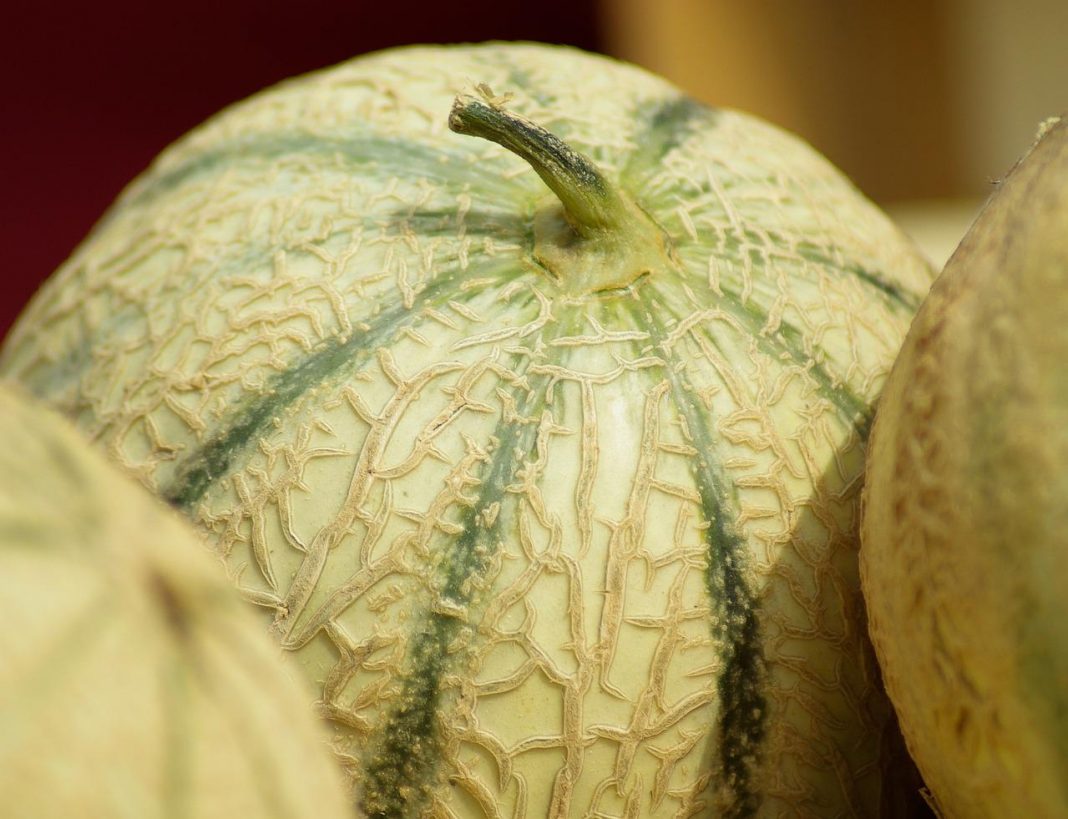 melón