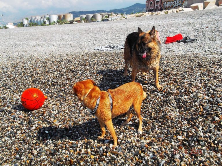 Las mejores playas de España para ir con tu perro