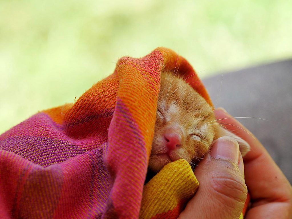 Gato En Salsa La Receta Alavesa Que Pone El Vello De Punta A Los Amantes Felinos