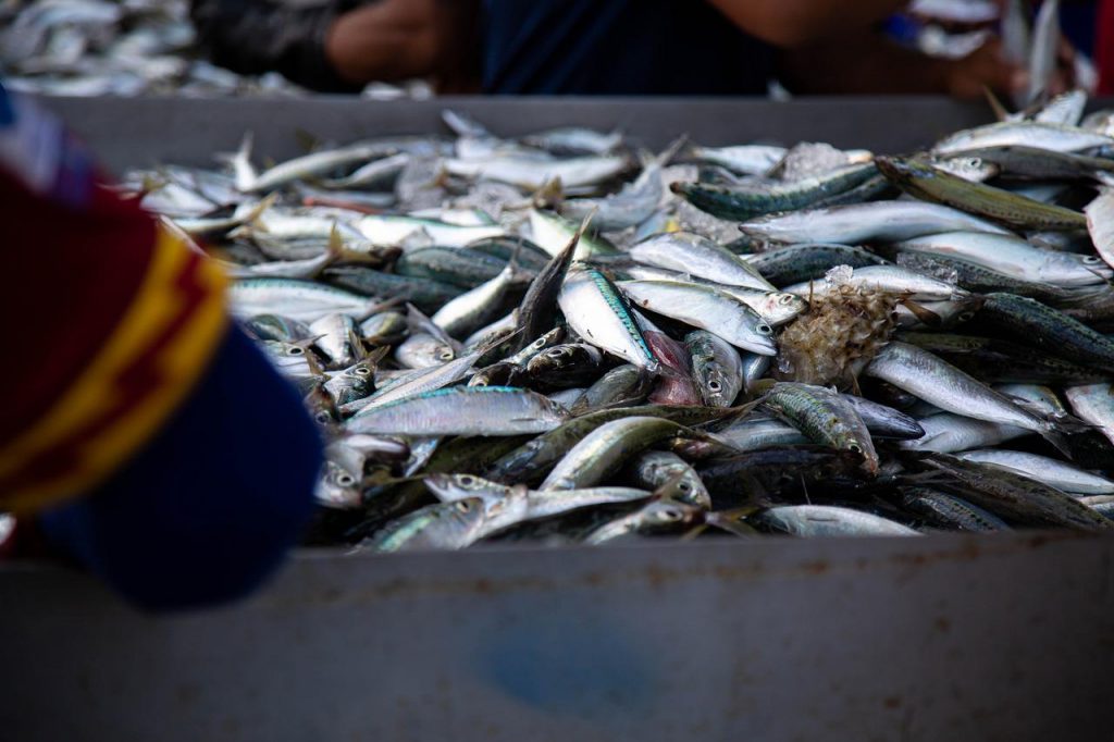 La Receta Que Se Hace Con Espinas De Pescado Para Aprovecharlo Todo