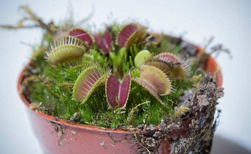 La Planta Antimosquitos De Leroy Merlin Que Funciona De Verdad