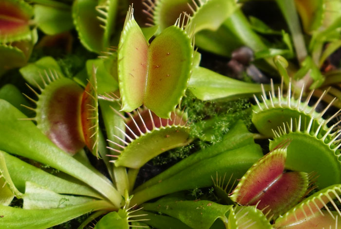 La Planta Antimosquitos De Leroy Merlin Que Funciona De Verdad