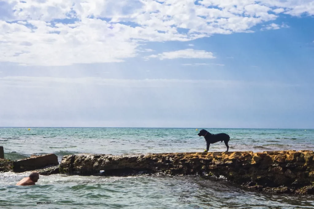 Agua Amarga, Playa Para Perros.