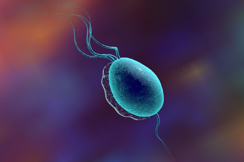 Qué Es La Tricomoniasis 1 ¿Cómo Nos Infectamos De Tricomoniasis?