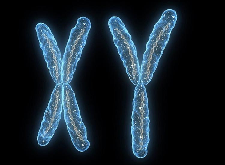 ¿Qué son los cromosomas?