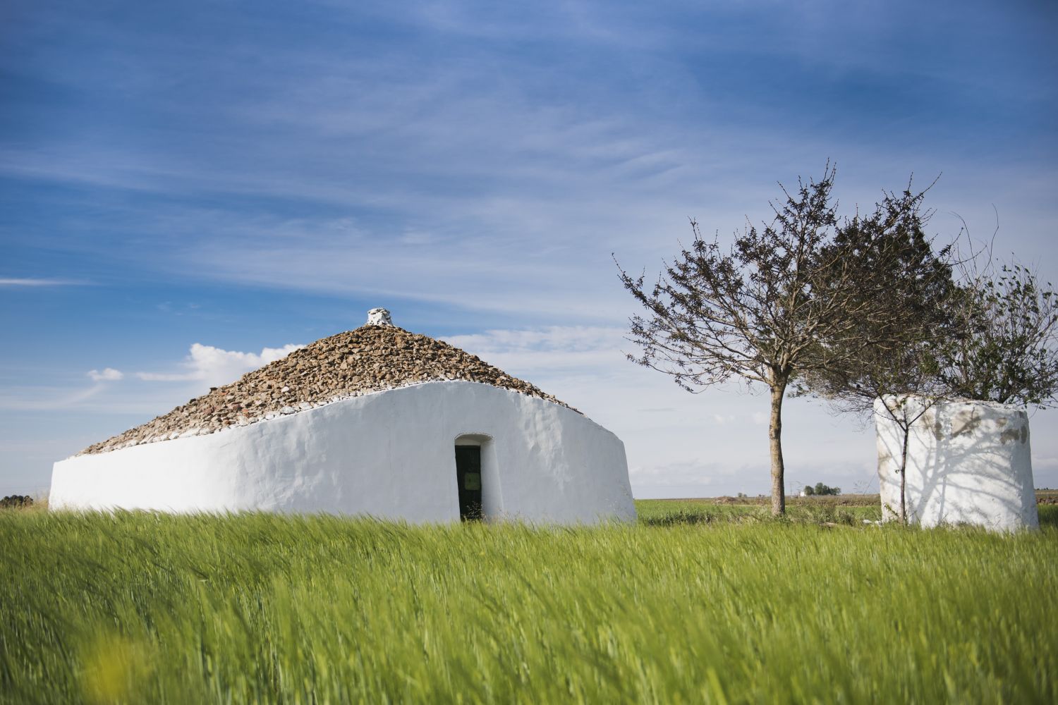 Ruta Vino La Mancha Bombo Y Arbol