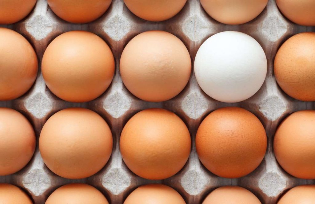 ¿Cómo se contrae una salmonelosis?