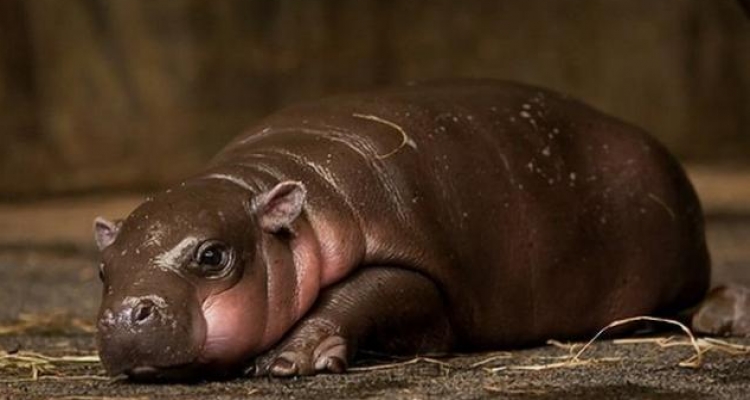 Fotos De Animales Cuando Nacen