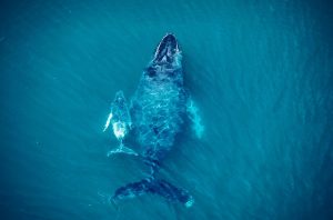 Ballenas Jorobadas Pedasi Panama