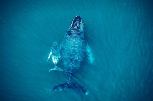 Ballenas Jorobadas Pedasi Panama