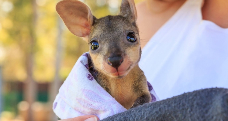 Fotos De Animales Cuando Nacen