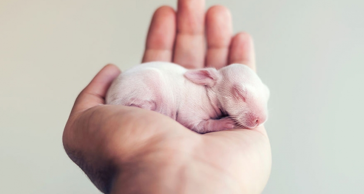 Fotos de animales cuando nacen