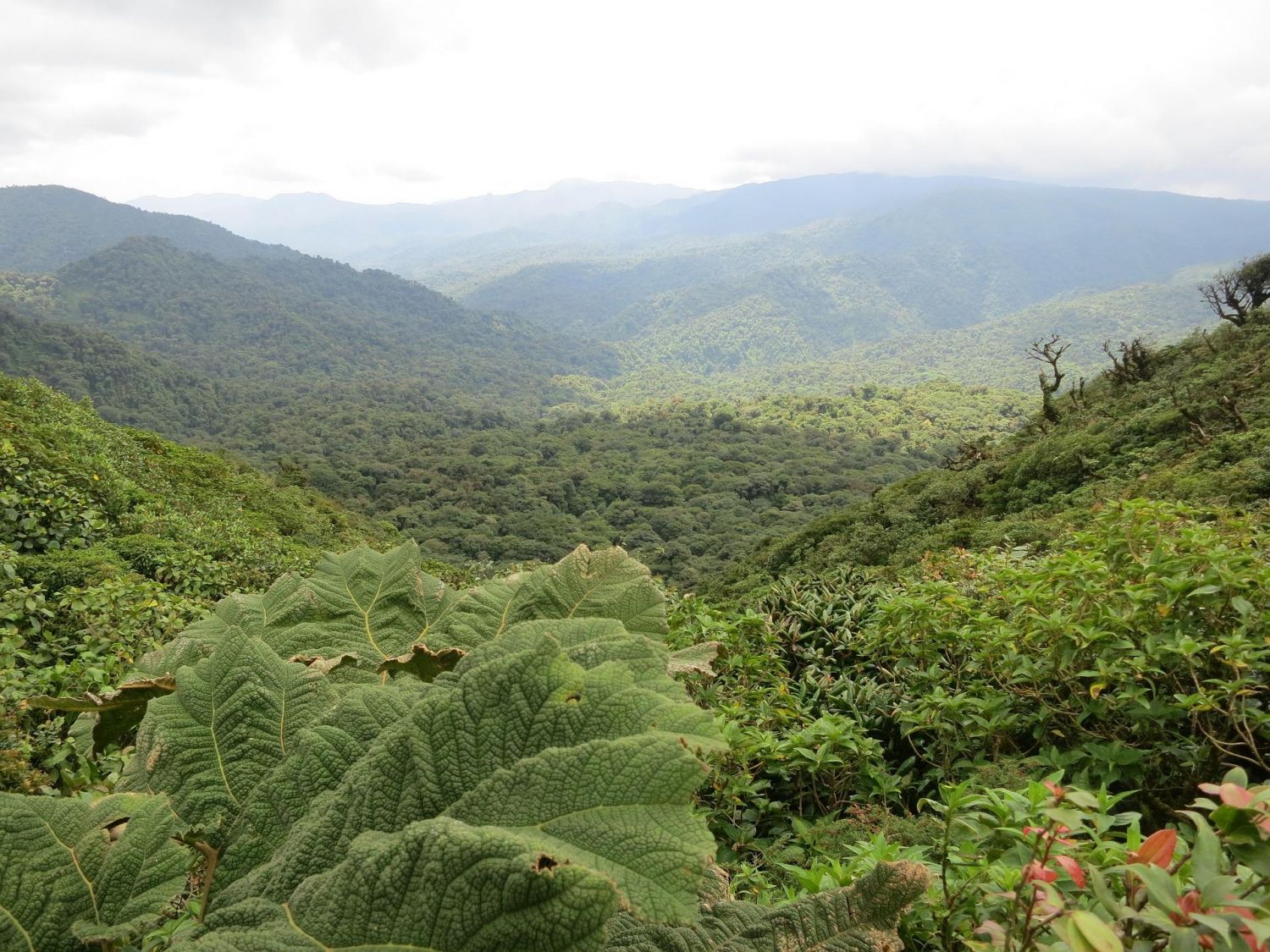Costa Rica Monteverde