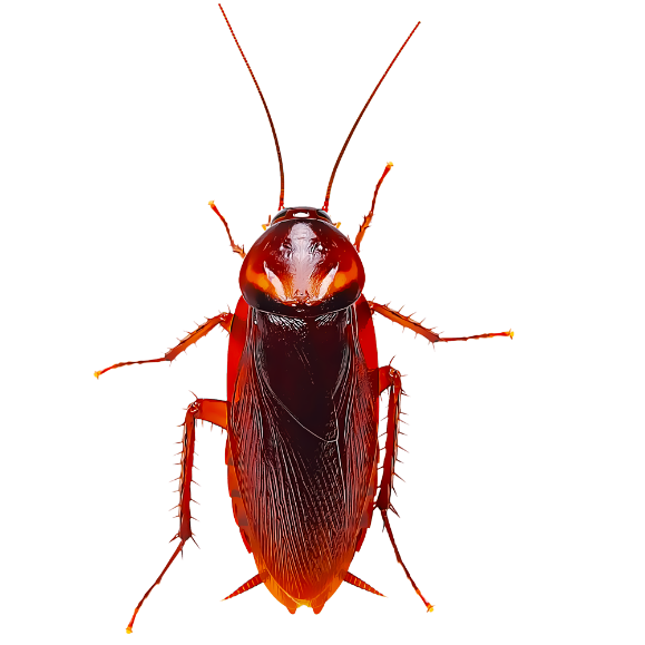 cucaracha