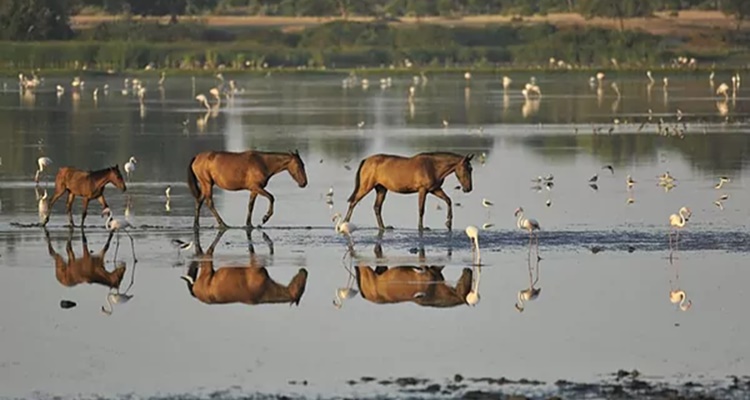 Doñana Atracciones Turísticas Andalucía