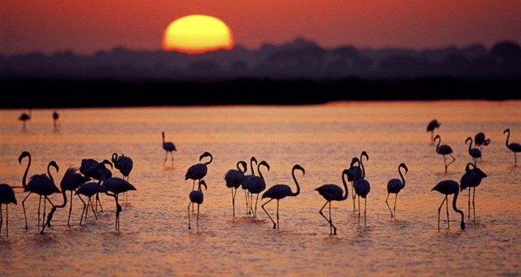 Doñana Parque Natural Nacional España