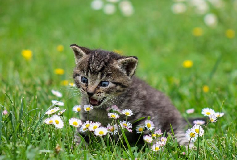 Estornudos en gatos: por qué se dan y cómo ayudarles