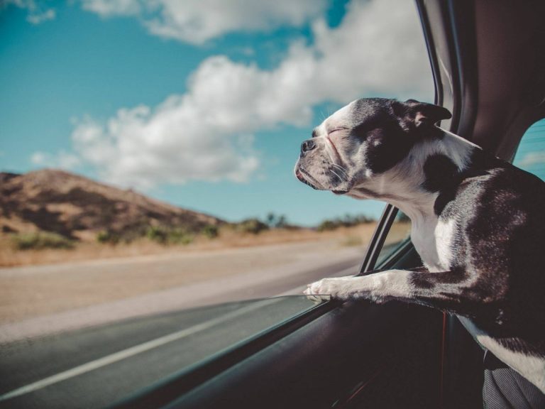 Esta es la única forma de llevar a tu perro en el coche sin que te pongan una multa