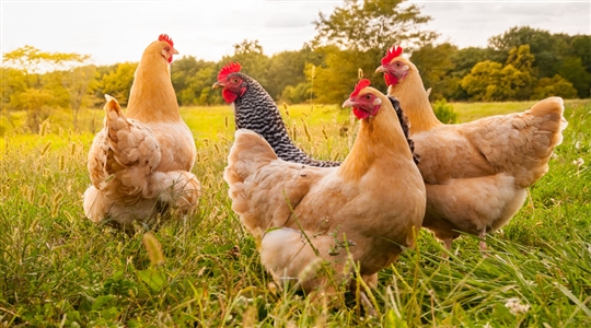 gallinas y gallos