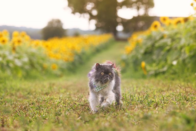 La mágica leyenda del gato persa