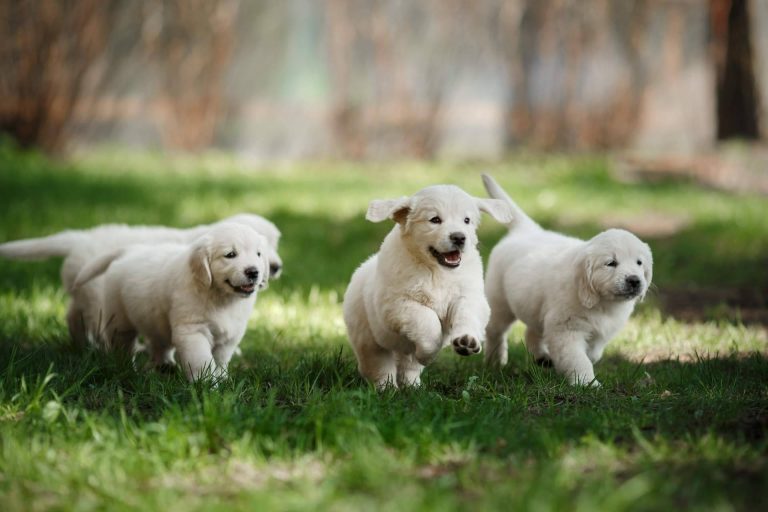 La importancia de adquirir un cachorro sano es responsabilidad de todos, según Tienda Cachorro