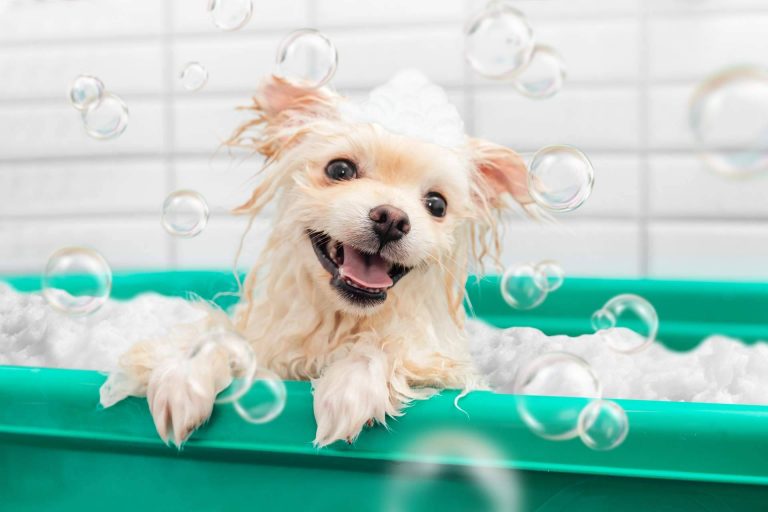 Champús especiales para cuidar el pelo de las mascotas